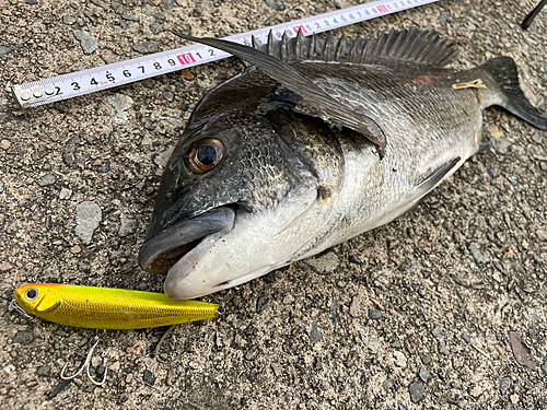 クロダイの釣果