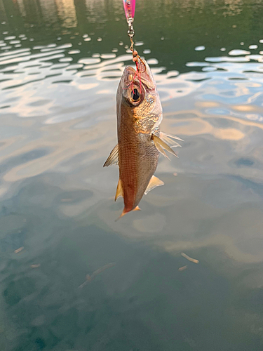 ムツの釣果