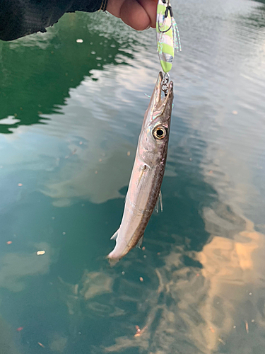 カマスの釣果