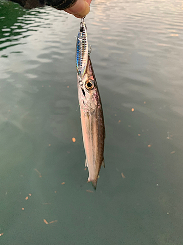 カマスの釣果