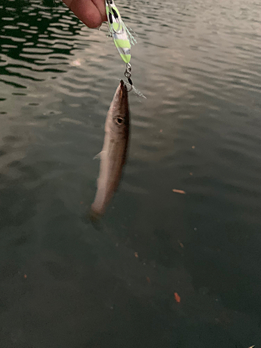 カマスの釣果