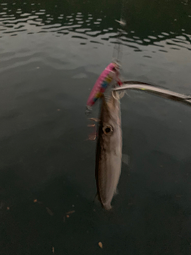 カマスの釣果