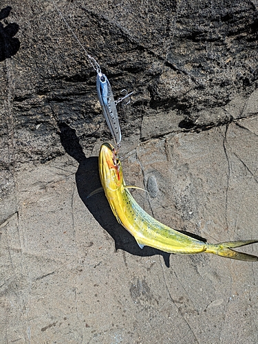 シイラの釣果