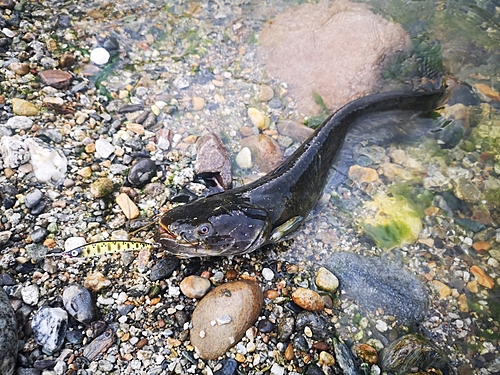 ナマズの釣果