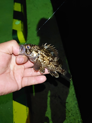 クロソイの釣果