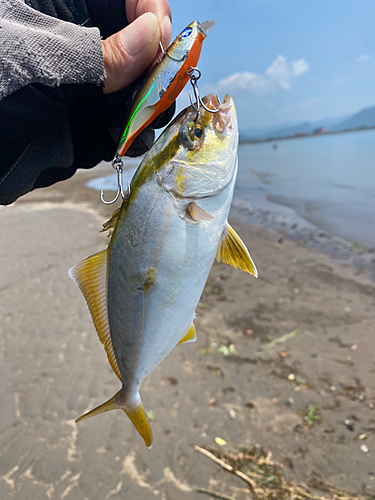 ネリゴの釣果