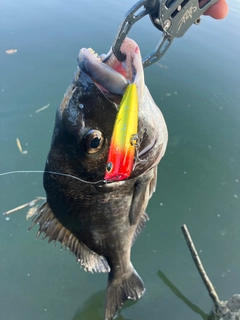 チヌの釣果