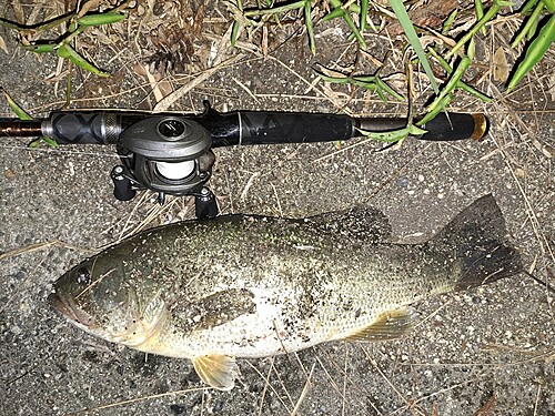 ブラックバスの釣果