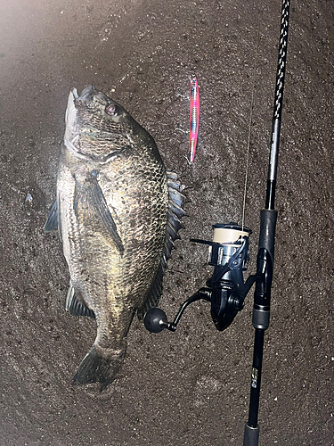 クロダイの釣果