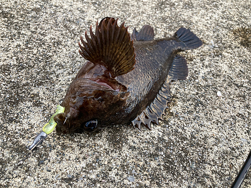 ムラソイの釣果