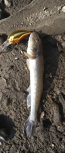 ハゼの釣果