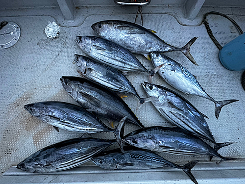 カツオの釣果