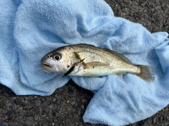 イシモチの釣果