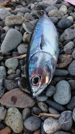 ソウダガツオの釣果