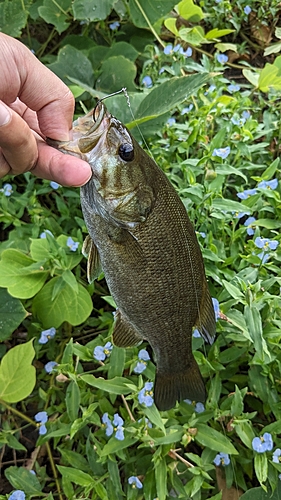 スモールマウスバスの釣果