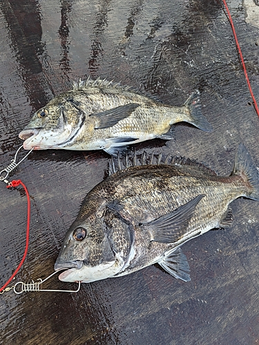 クロダイの釣果