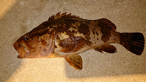 タケノコメバルの釣果