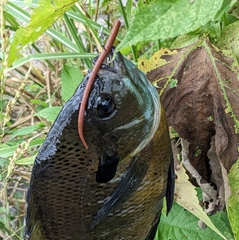 ブルーギルの釣果