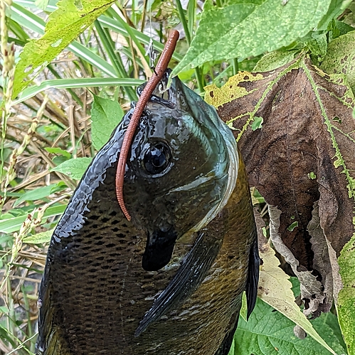 ブルーギルの釣果