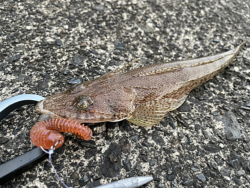 マゴチの釣果