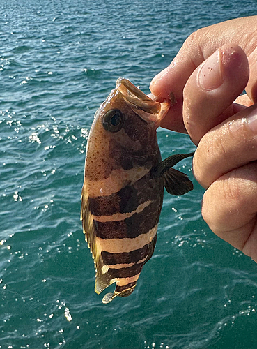 アオハタの釣果