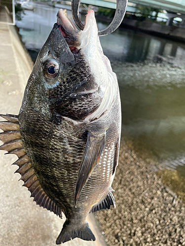 クロダイの釣果