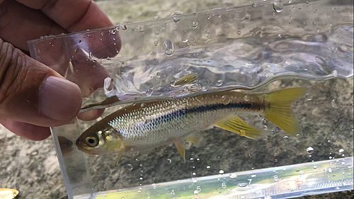 カワムツの釣果