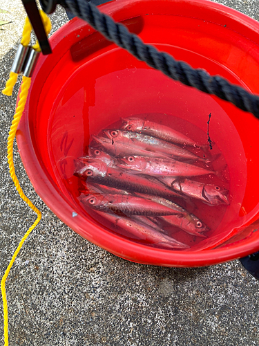 ゴマサバの釣果