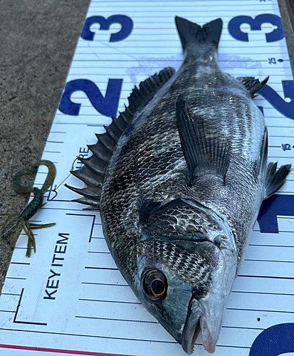 クロダイの釣果