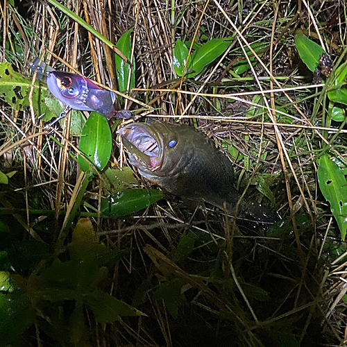 ブラックバスの釣果