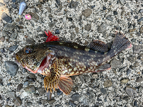 アラカブの釣果