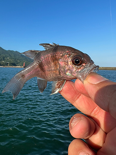 イシモチの釣果