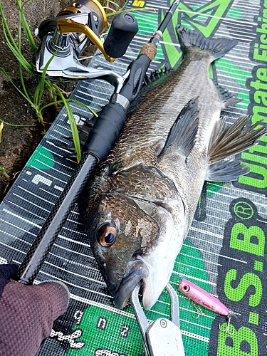 チヌの釣果