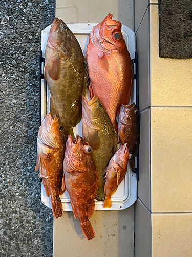 チカメキントキの釣果