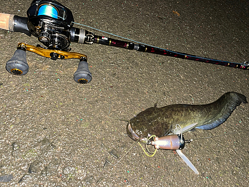 マナマズの釣果