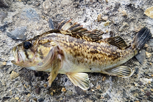 クロソイの釣果