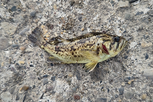 クロソイの釣果