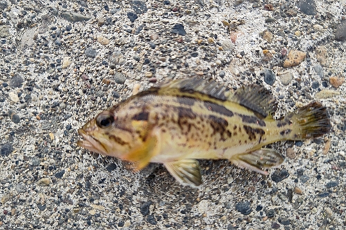 クロソイの釣果