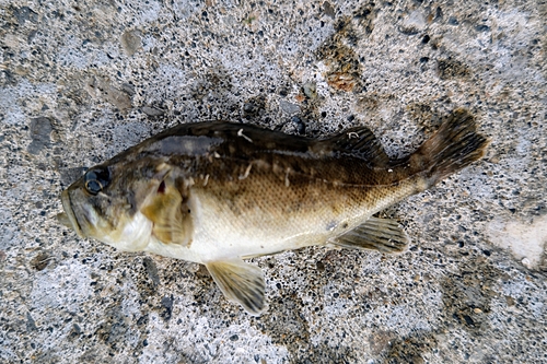 エゾメバルの釣果