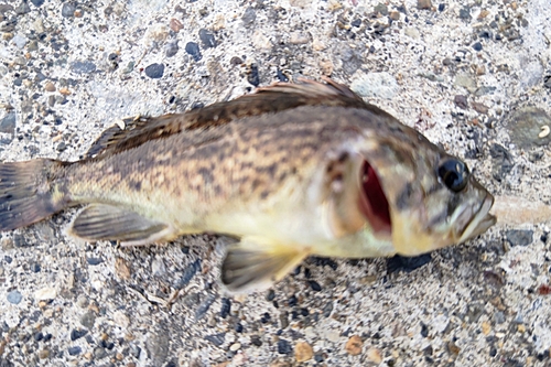 クロソイの釣果