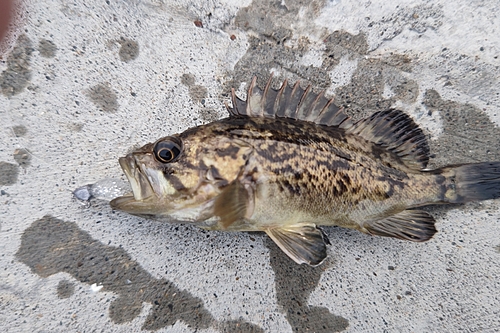 クロソイの釣果