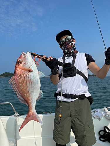 マダイの釣果