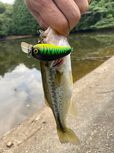 ブラックバスの釣果