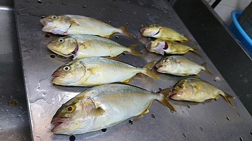 ショゴの釣果