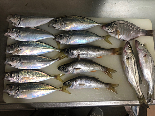 アジの釣果