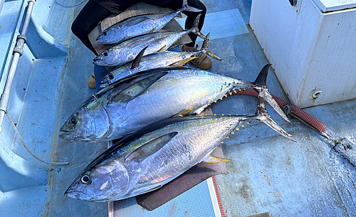 キハダマグロの釣果