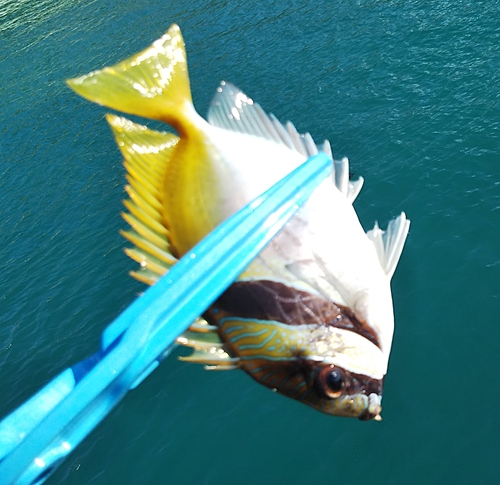 ヒメアイゴの釣果