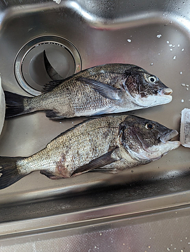 チヌの釣果