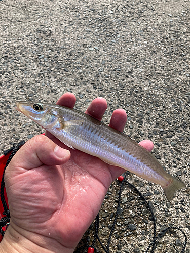 キスの釣果