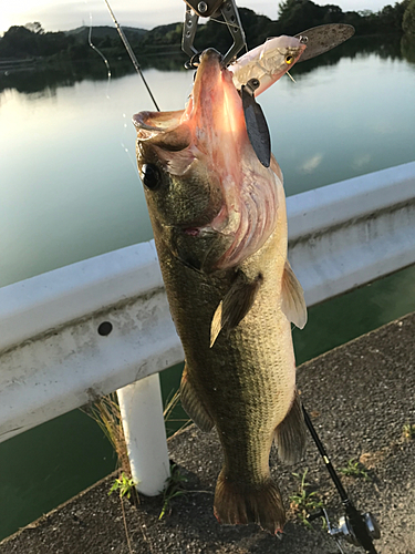 ブラックバスの釣果